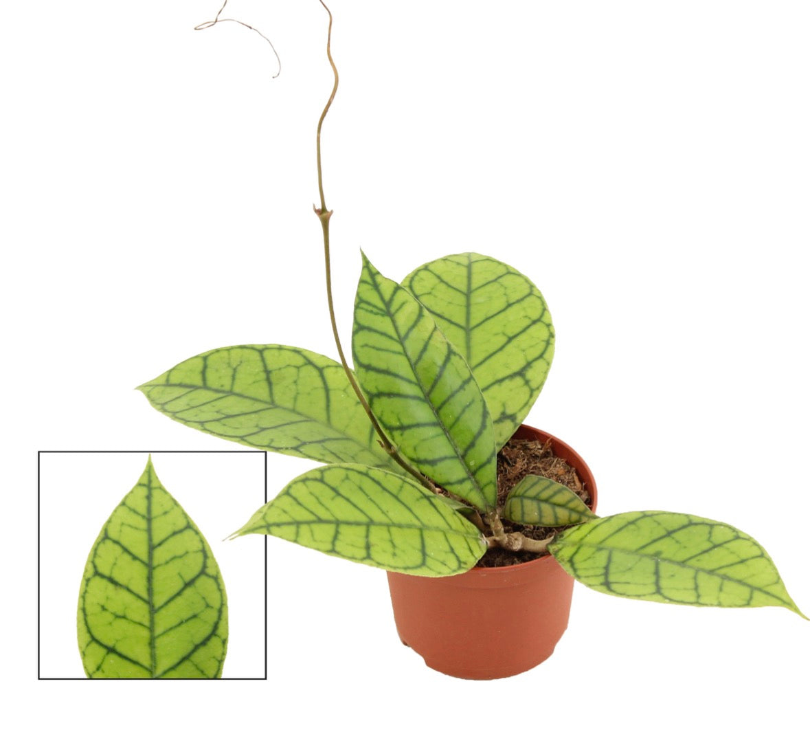 Hoya Callistophylla – Pot 9 cm