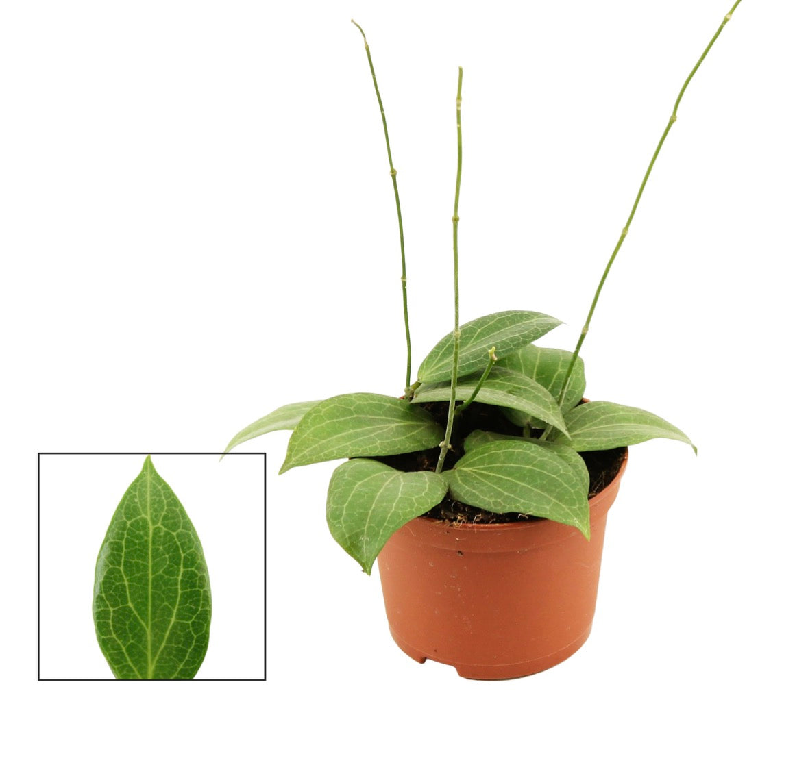 Hoya Fitchii (Decorum) – Pot 9 cm 🌿