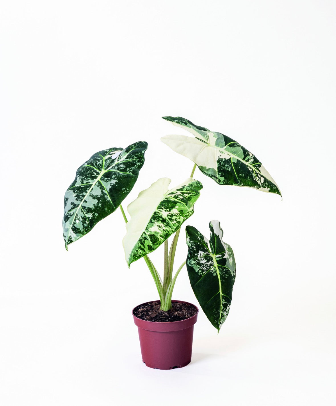 Alocasia ‘Frydek’ Variegata – Pot 9 cm 🤍🌿