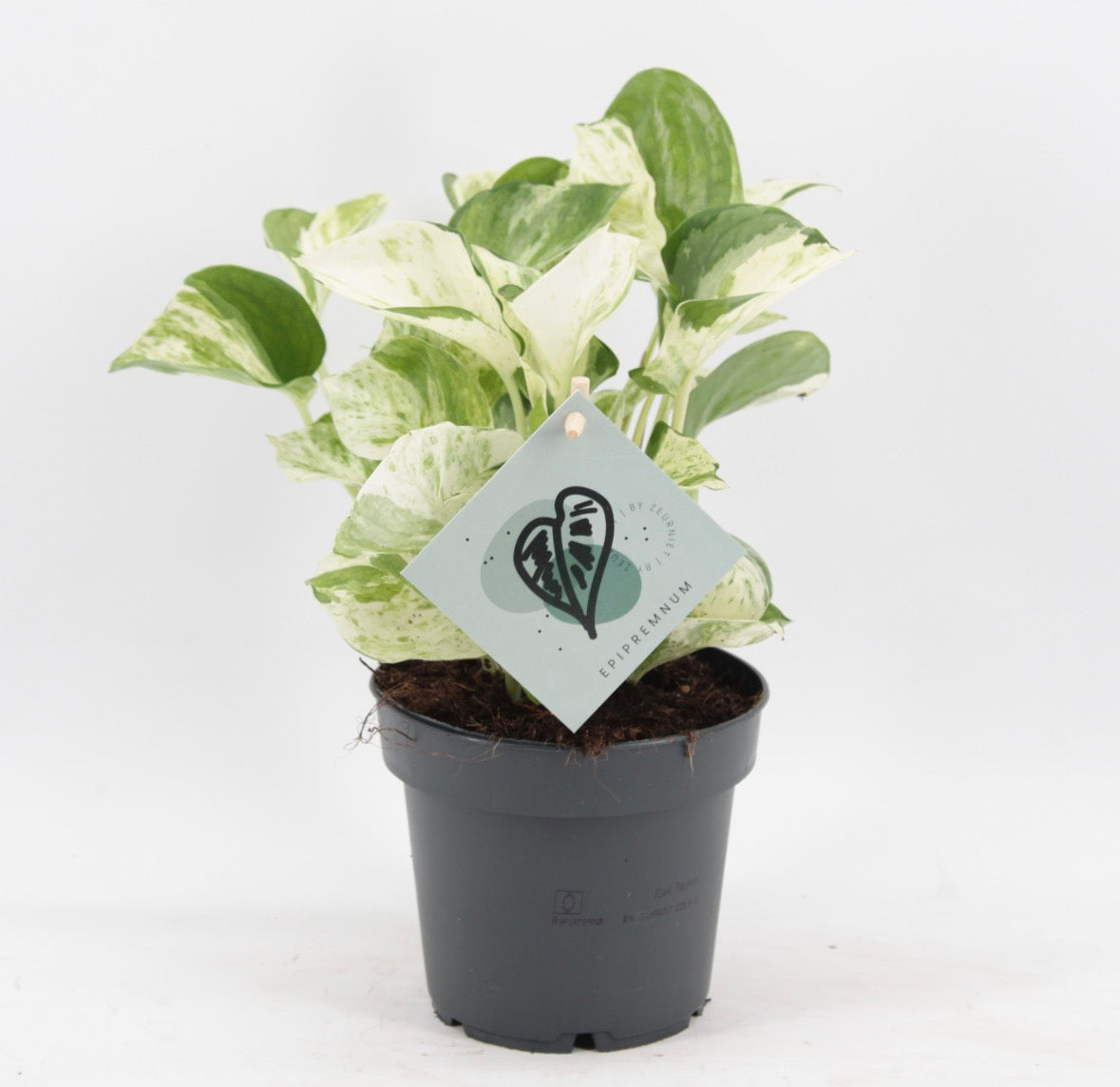 Epipremnum Manjula – Pot 12 cm 🤍🌿