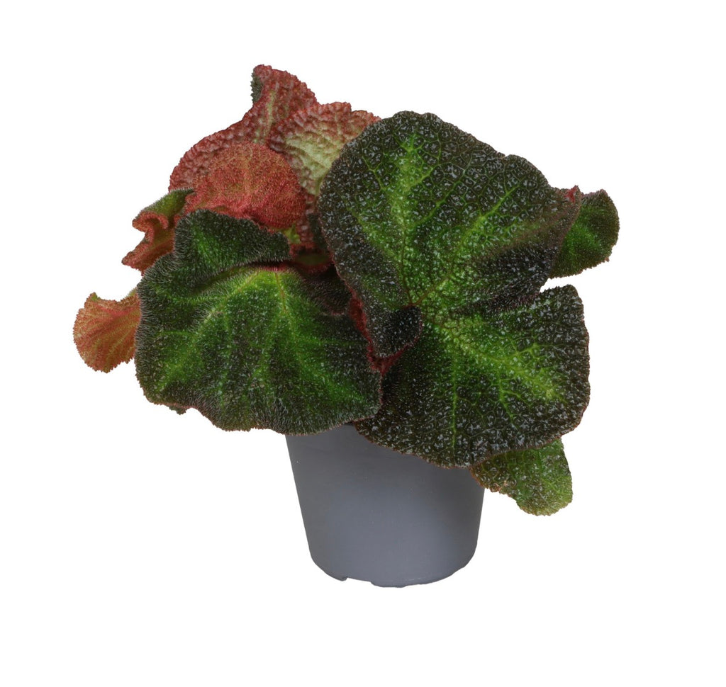 Begonia ‘Red Soli Mutata’ – Pot 6 cm ❤️🌿