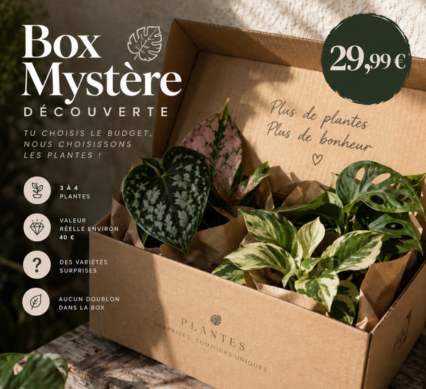 Box Mystère Découverte – 3 à 4 plantes surprises