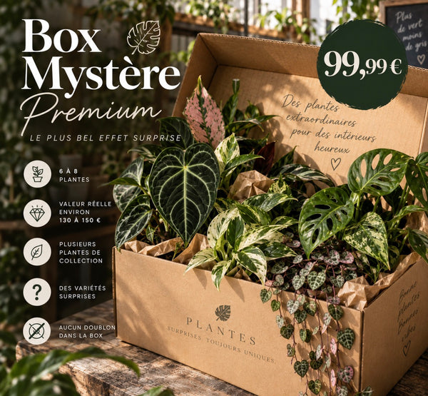 Box Mystère Premium – Sélection de plantes de collection