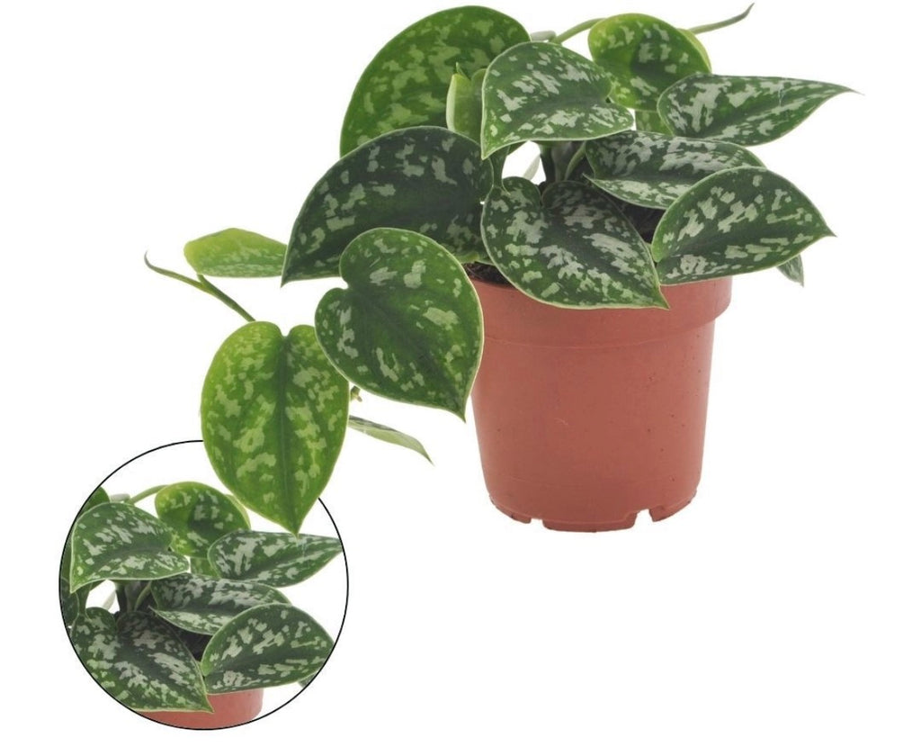 🌿 Scindapsus Pictus