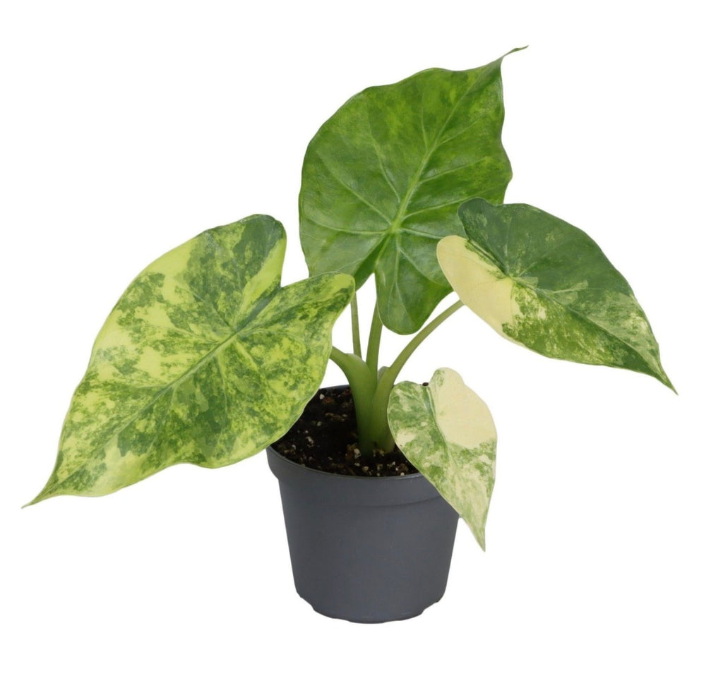 🌿 Alocasia Macrorrhiza Aurea Variegata