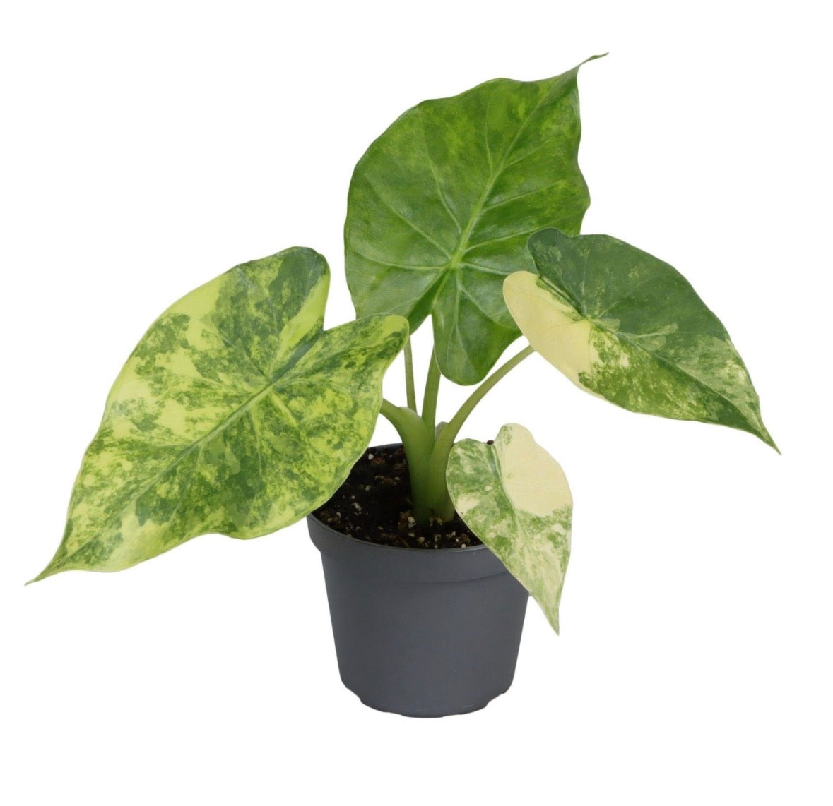 🌿 Alocasia Macrorrhiza Aurea Variegata