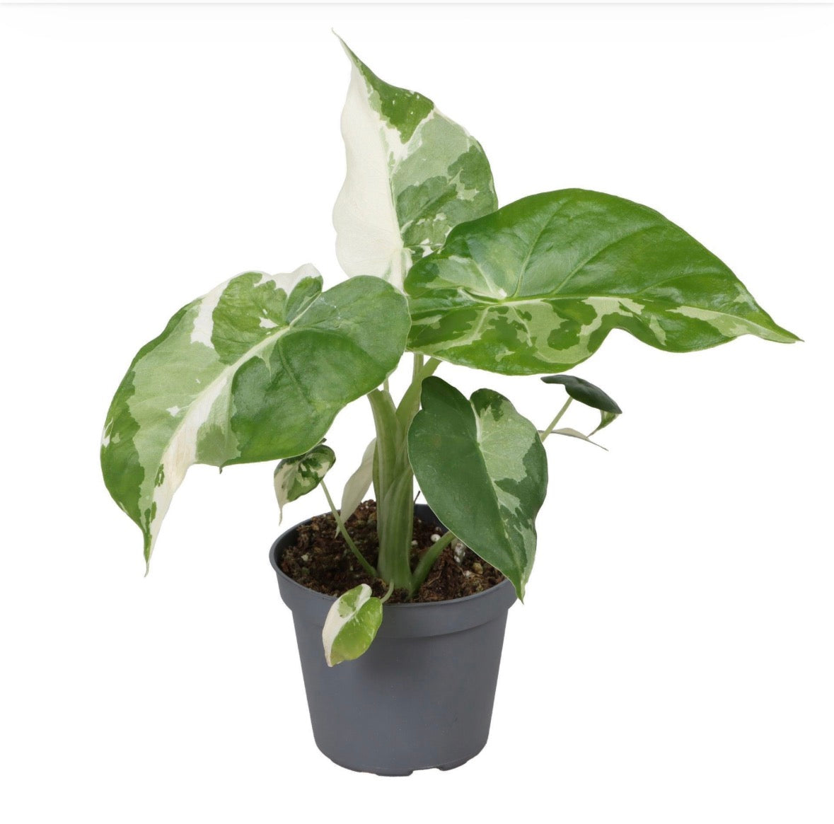 Alocasia Gageana Albo Variegata – Pot 6 cm 🤍🌿