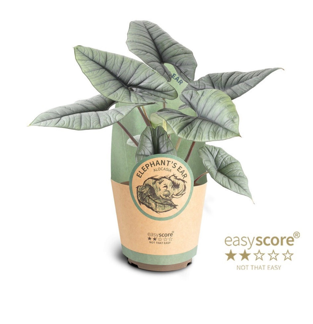 🌿 Alocasia ‘Platinum’