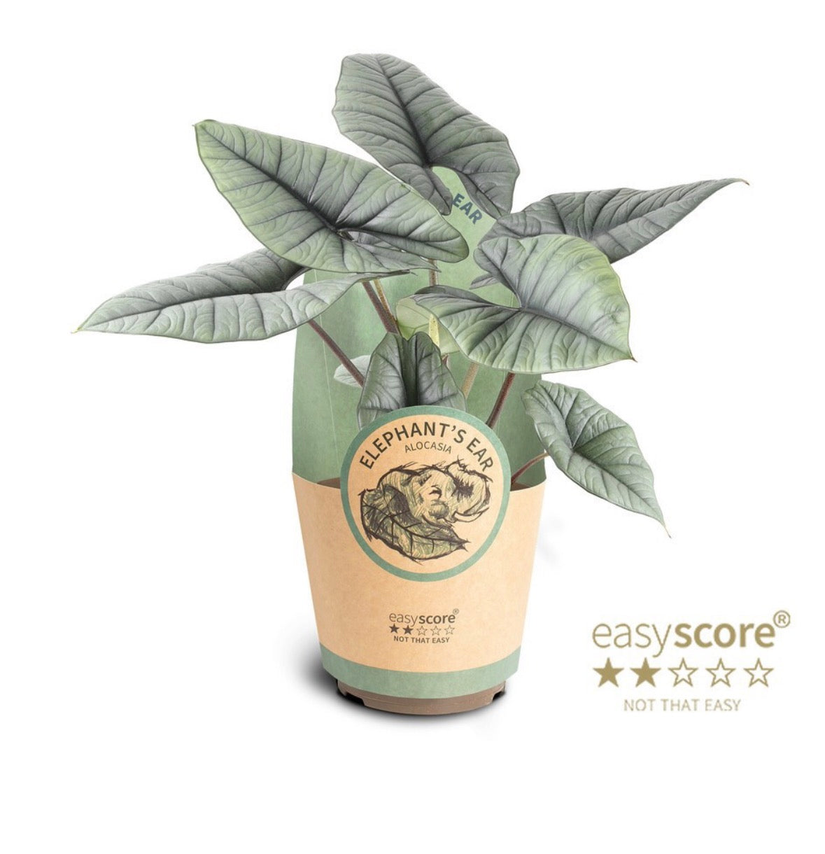🌿 Alocasia ‘Platinum’