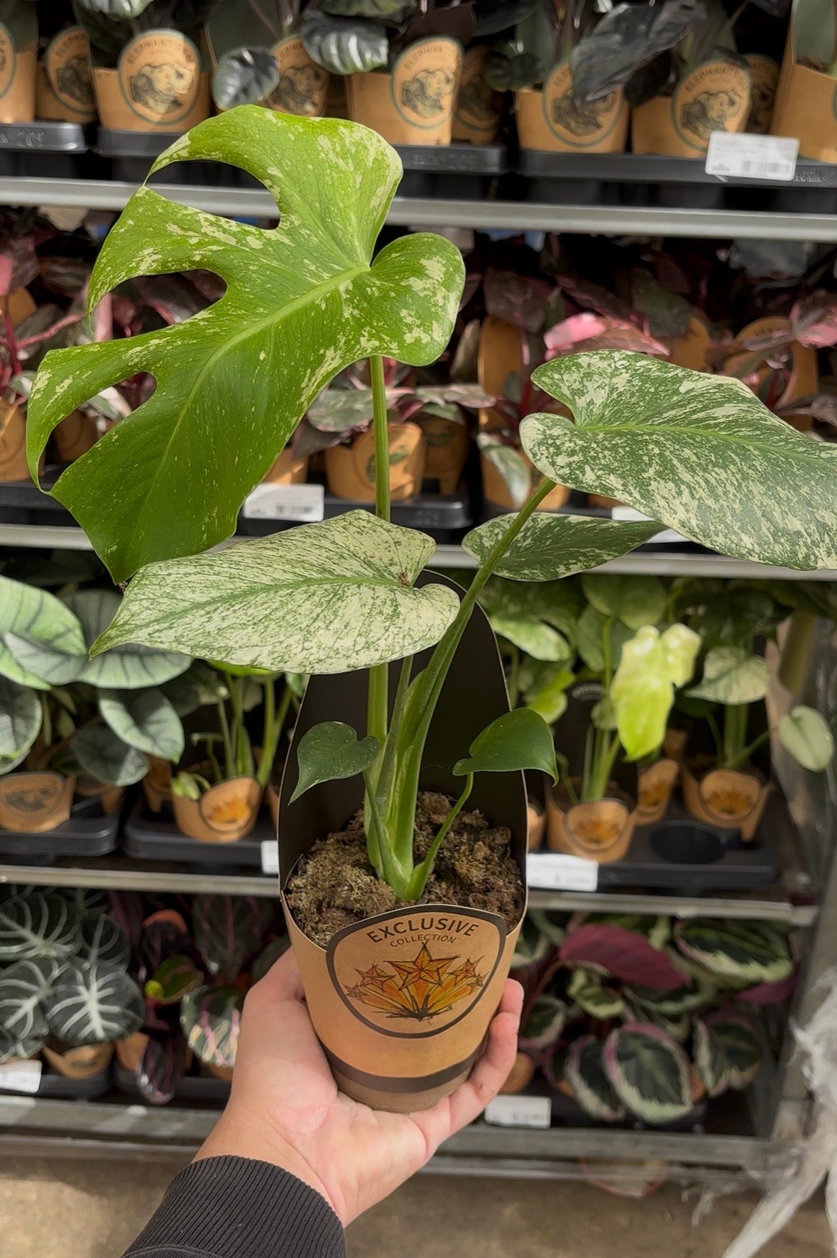 Monstera deliciosa ‘Mint’ – Pot 11 cm 🌿🤍