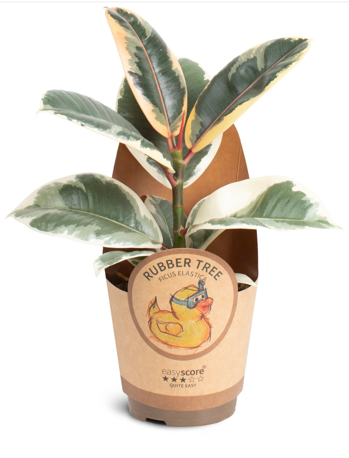 🌿 Ficus elastica ‘Tineke’
