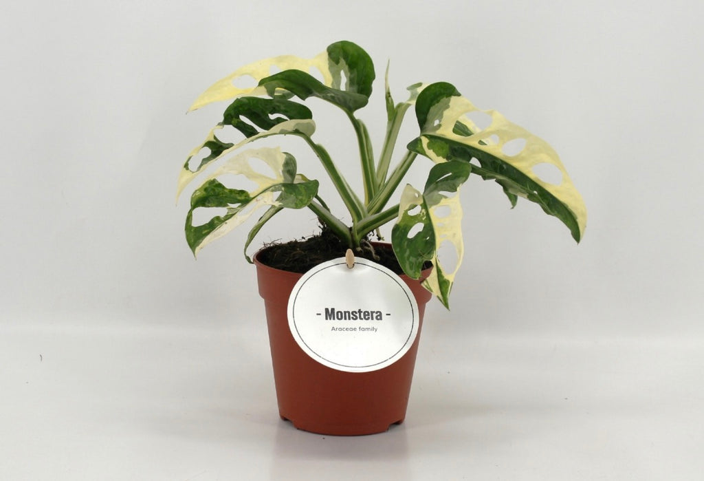 🌿 Monstera Adansonii Variegata