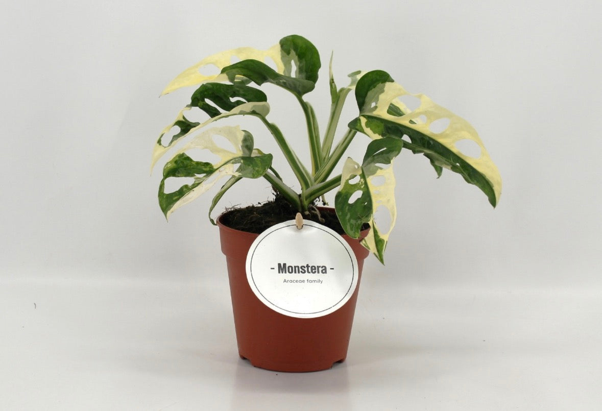 🌿 Monstera Adansonii Variegata