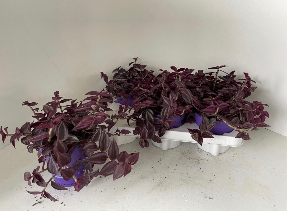 Tradescantia zebrina ‘Purpusii’ – Pot 12 cm 💜🌿