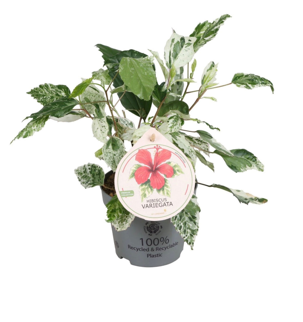 🌺 Hibiscus Variegata