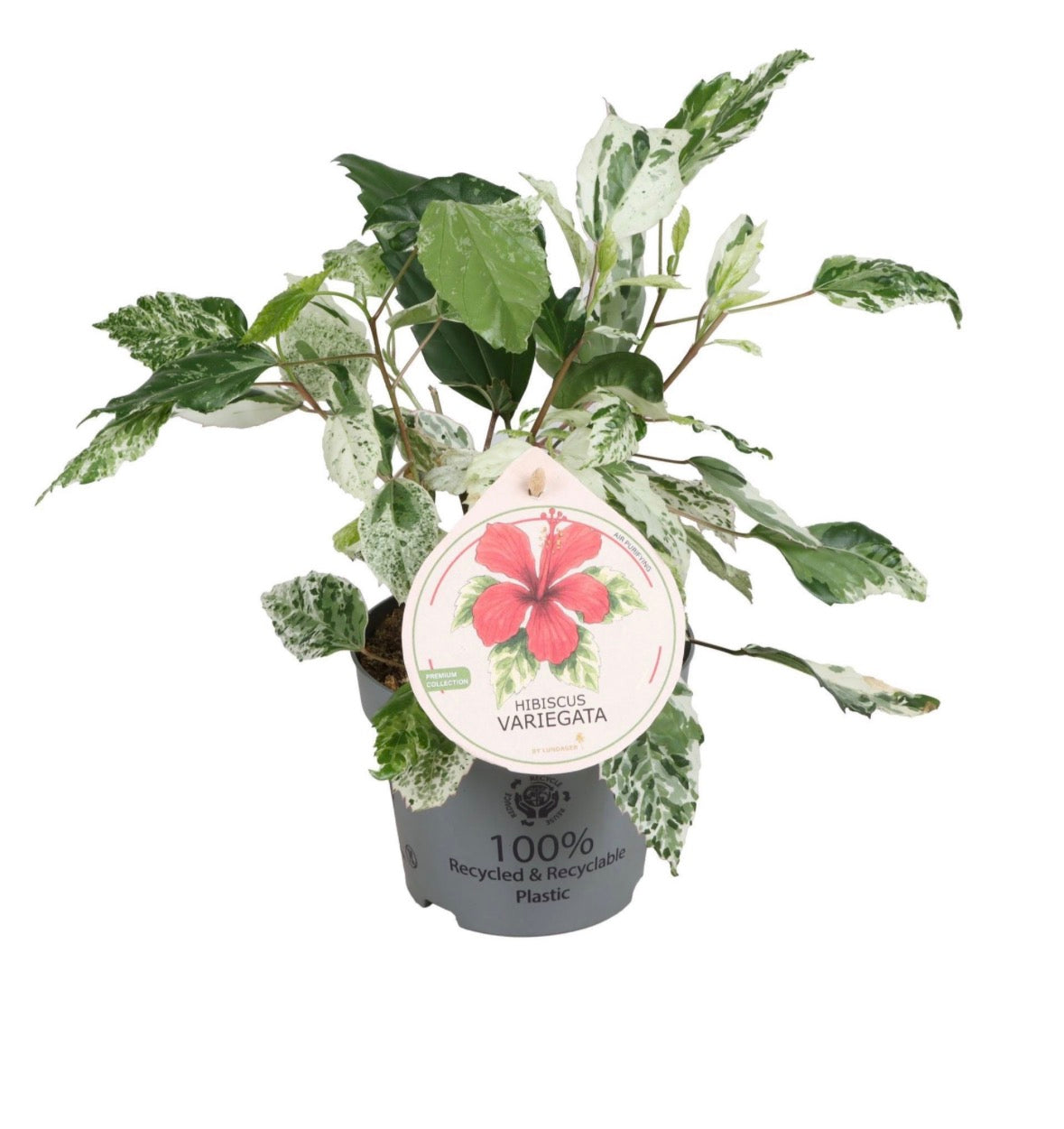 🌺 Hibiscus Variegata