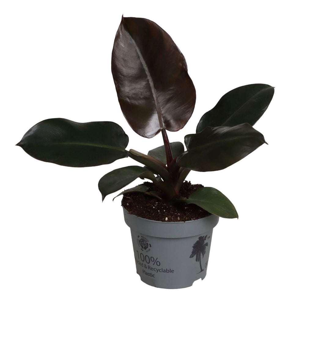 Philodendron ‘Black Cardinal’ – Pot 12 cm 🌿