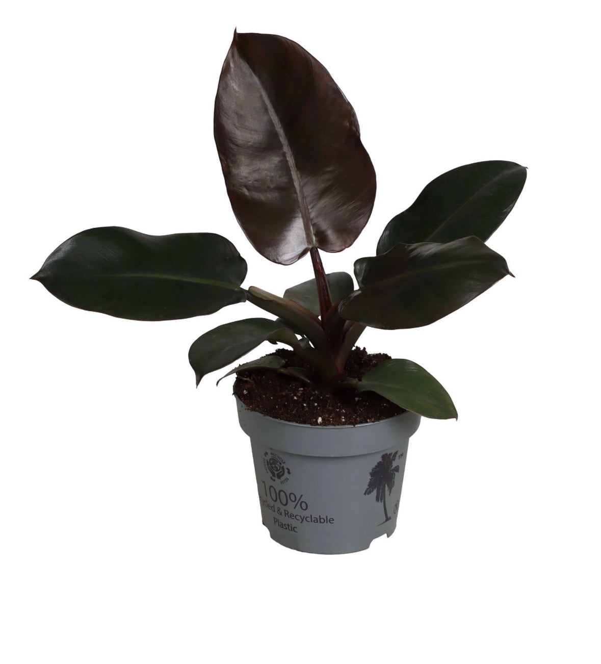 Philodendron ‘Black Cardinal’ – Pot 12 cm 🌿
