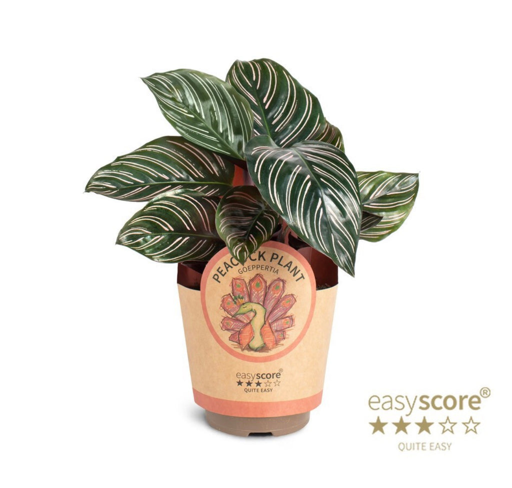 🌿 Calathea Sanderiana