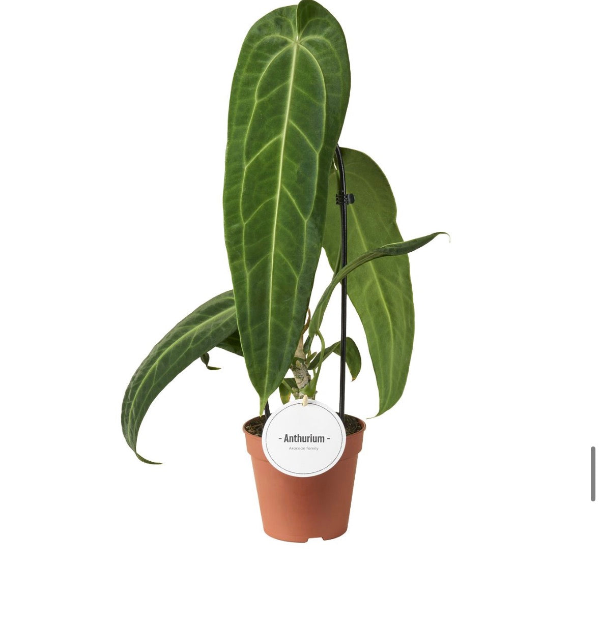 🌿 Anthurium Warocqueanum