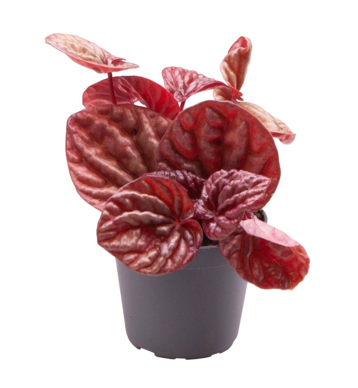 Peperomia caperata ‘Quito’ – Pot 6 cm ❤️