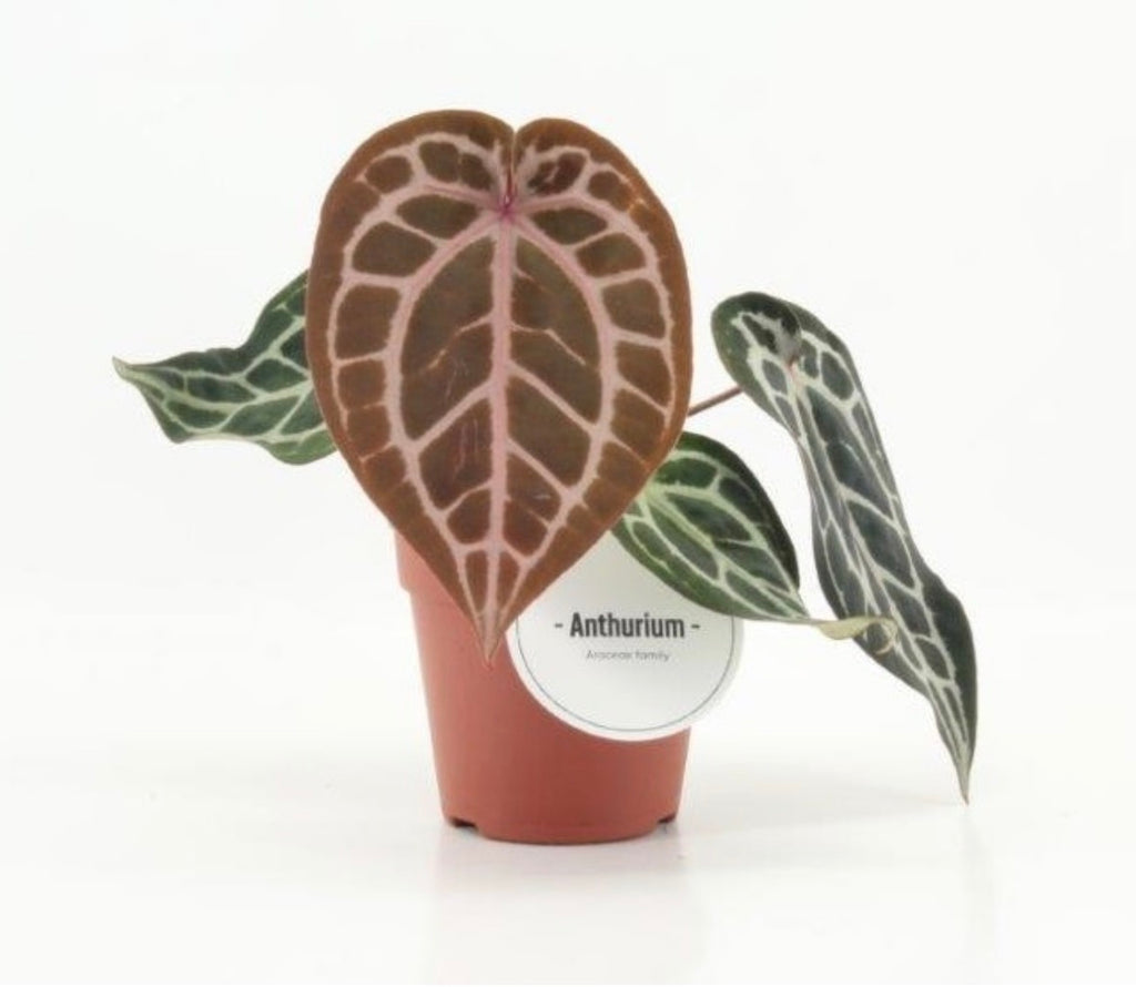 🌿 Anthurium Pink Blush