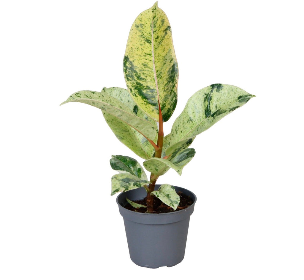 Ficus elastica ‘Schrijveriana’ – Pot 6 cm 🌿