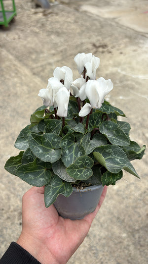 Mini Cyclamen – Pot 10 cm