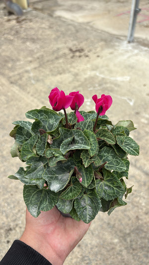 Mini Cyclamen – Pot 10 cm
