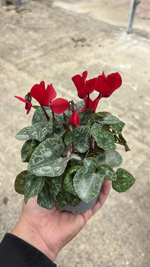 Mini Cyclamen – Pot 10 cm