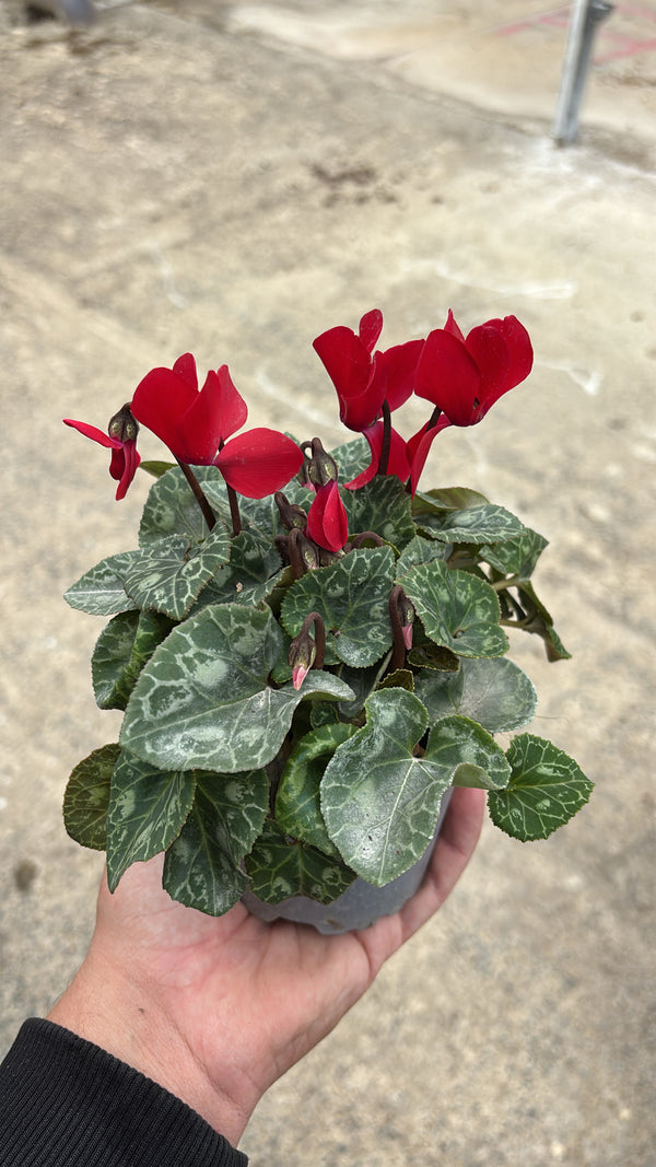 Mini Cyclamen – Pot 10 cm