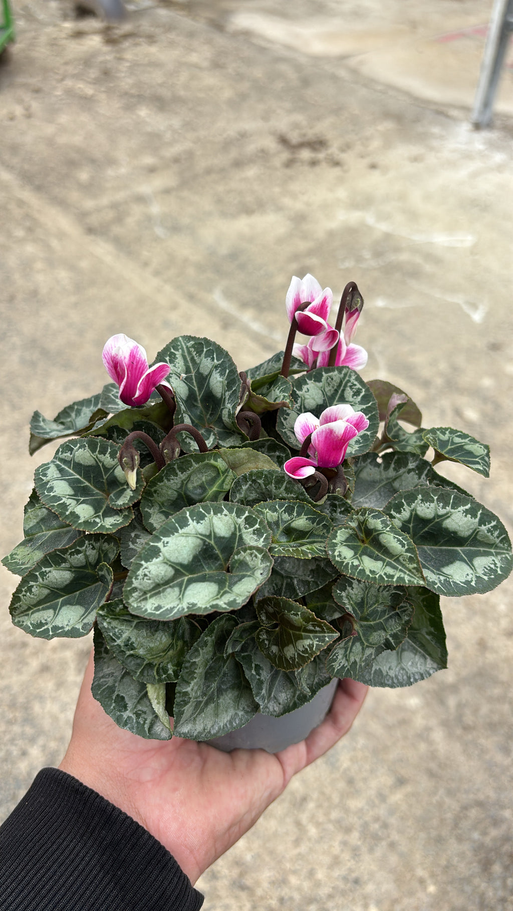 Mini Cyclamen – Pot 10 cm