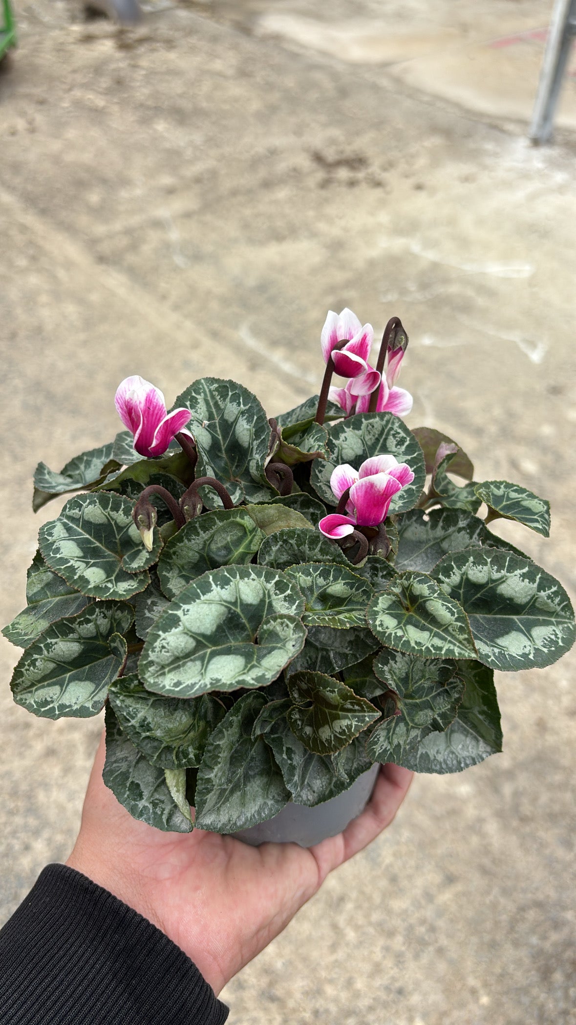Mini Cyclamen – Pot 10 cm