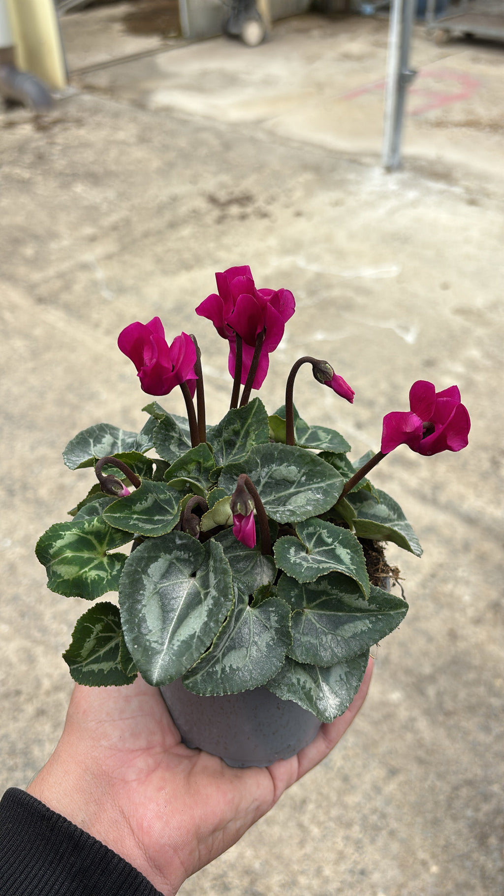 Mini Cyclamen – Pot 10 cm