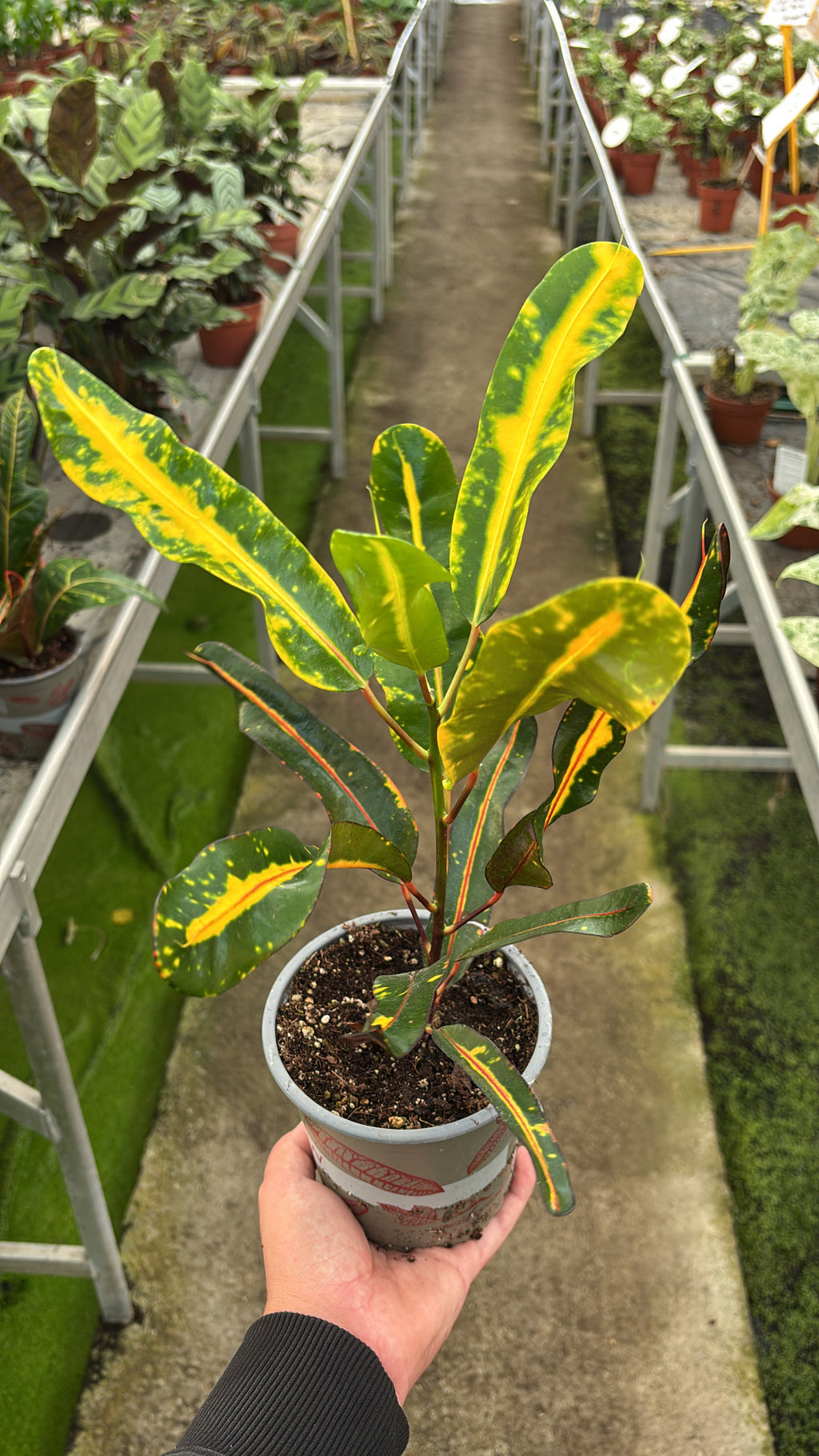 Croton – Pot 12 cm
