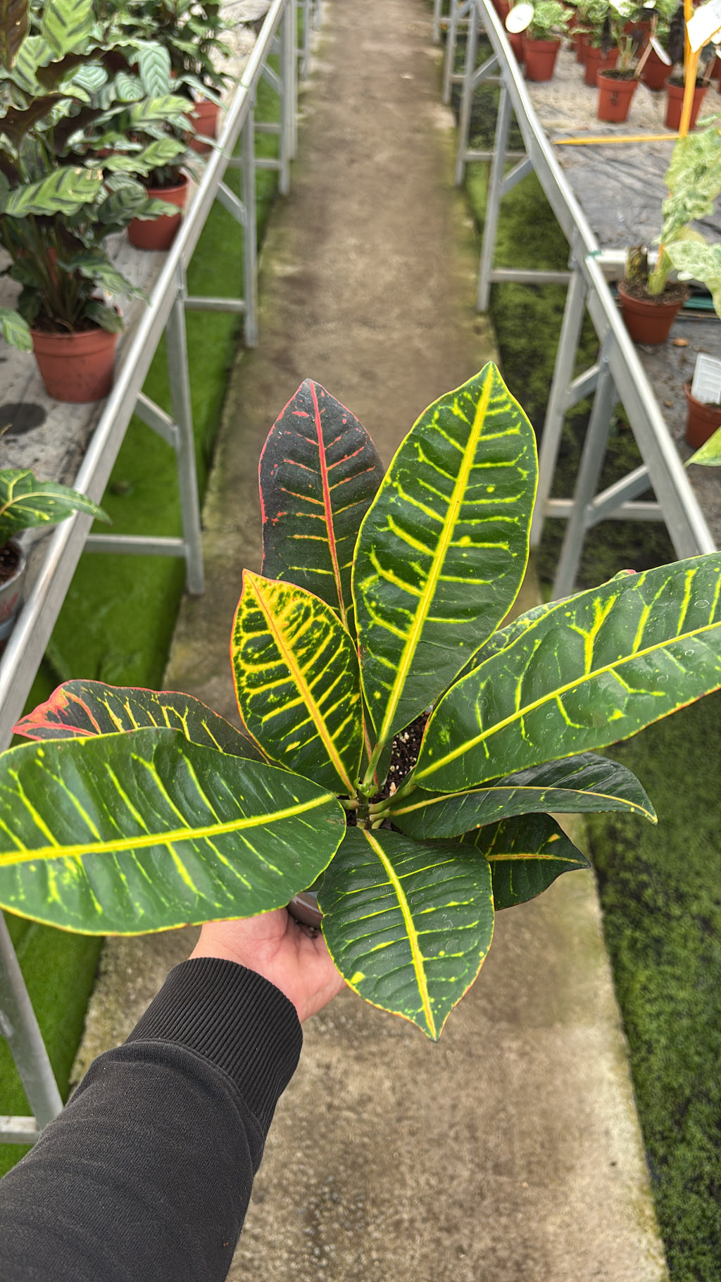 Croton – Pot 12 cm