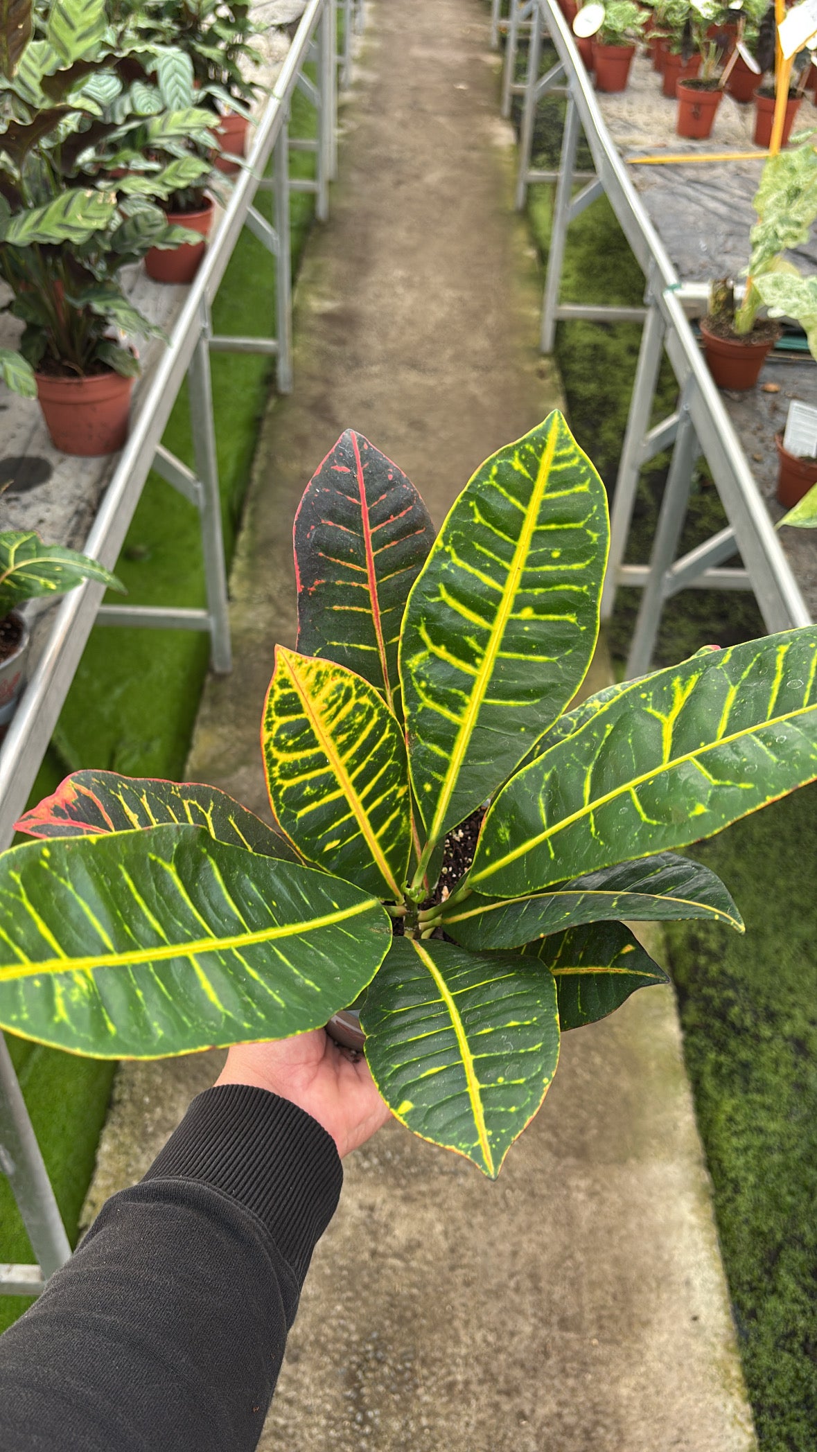 Croton – Pot 12 cm