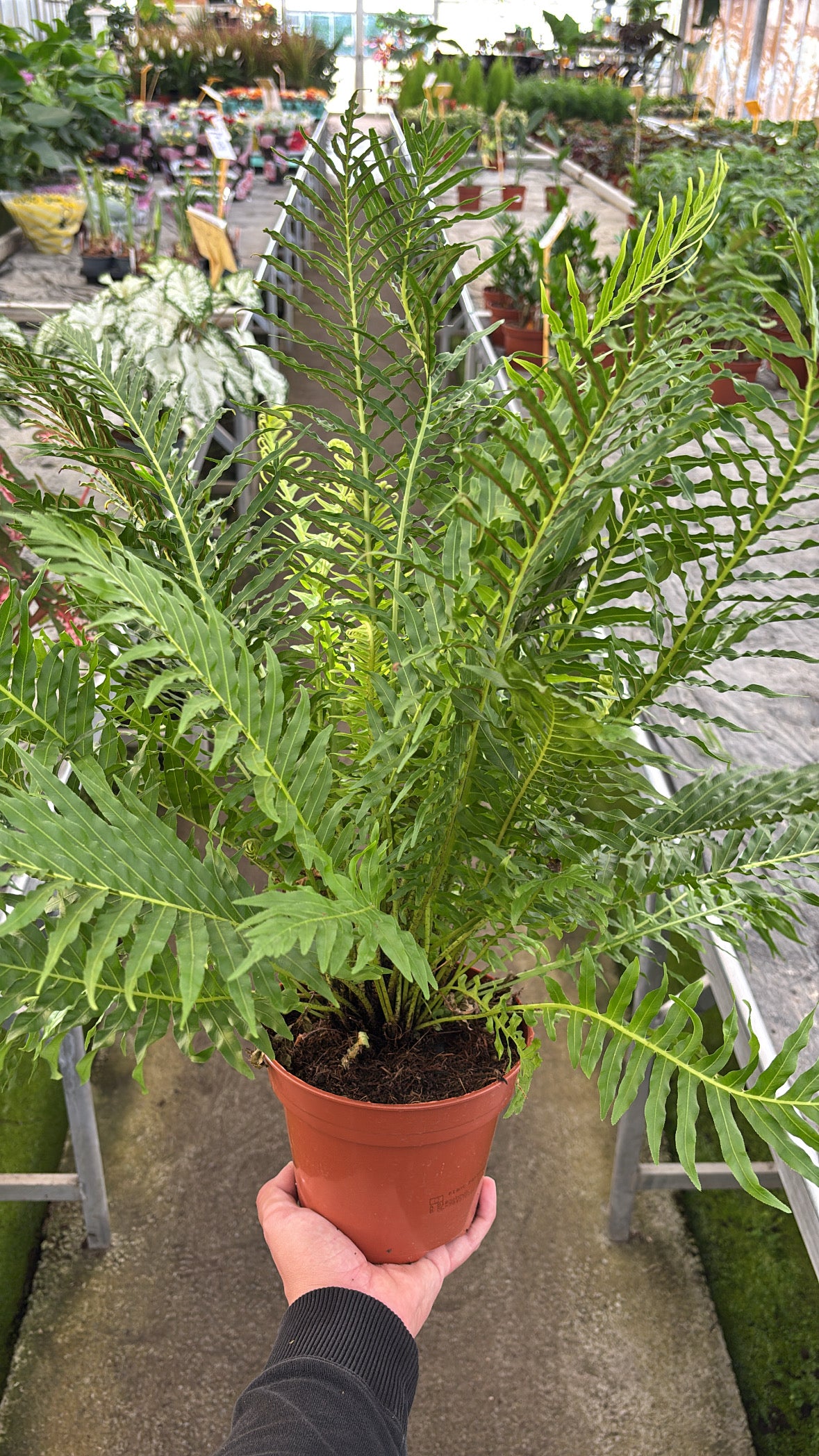 Blechnum ‘Silver Lady’ – Pot 12 cm