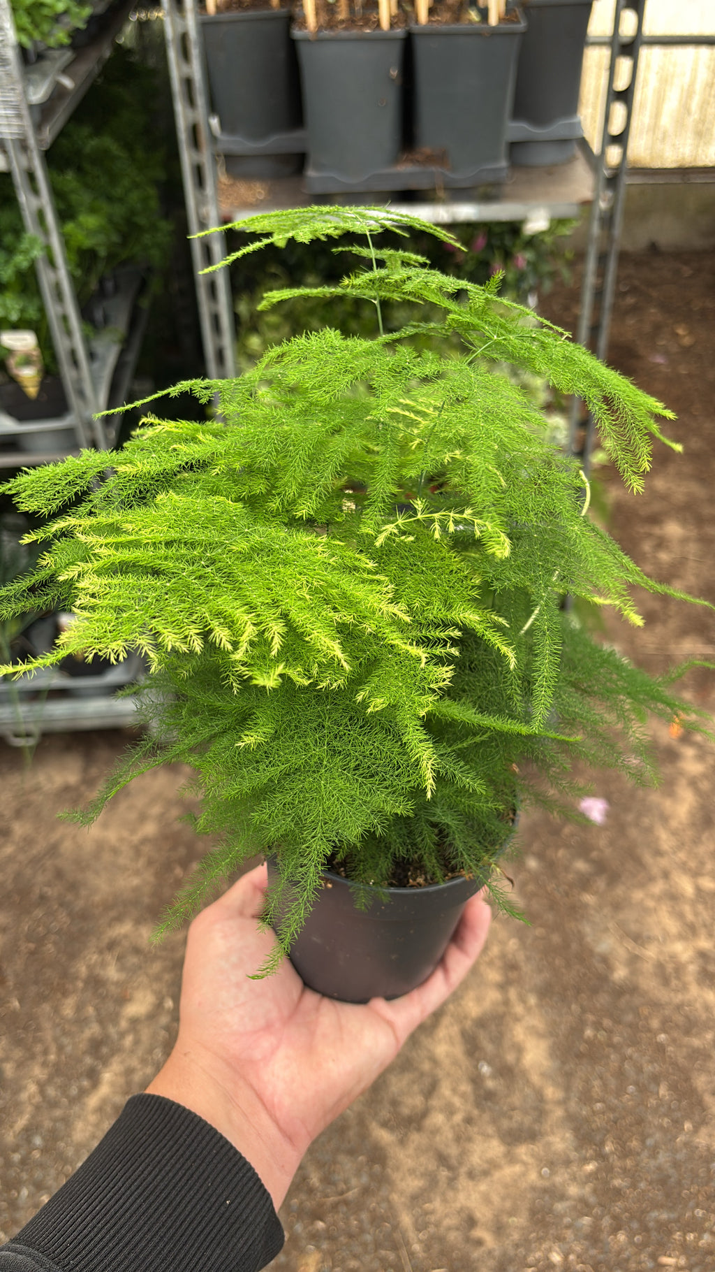Asparagus setaceus – Pot 12 cm
