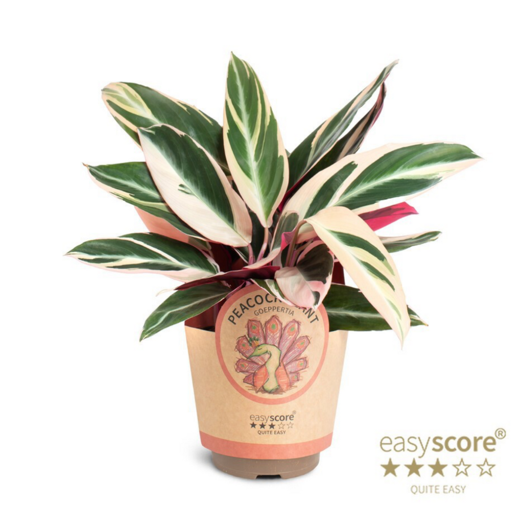 Stromanthe ‘Triostar’ – Pot 11 cm 🌿💗