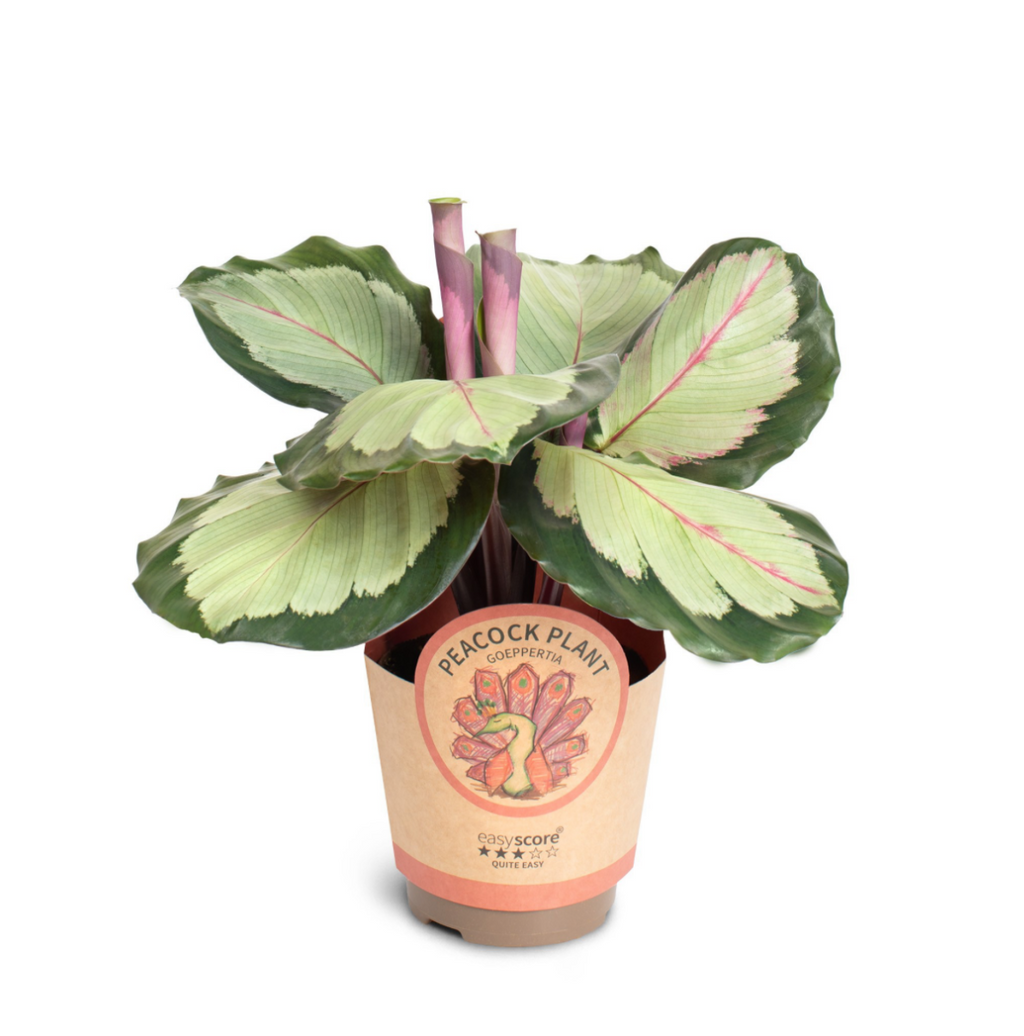 Calathea ‘Corona’ – Pot 11 cm 🌿💗