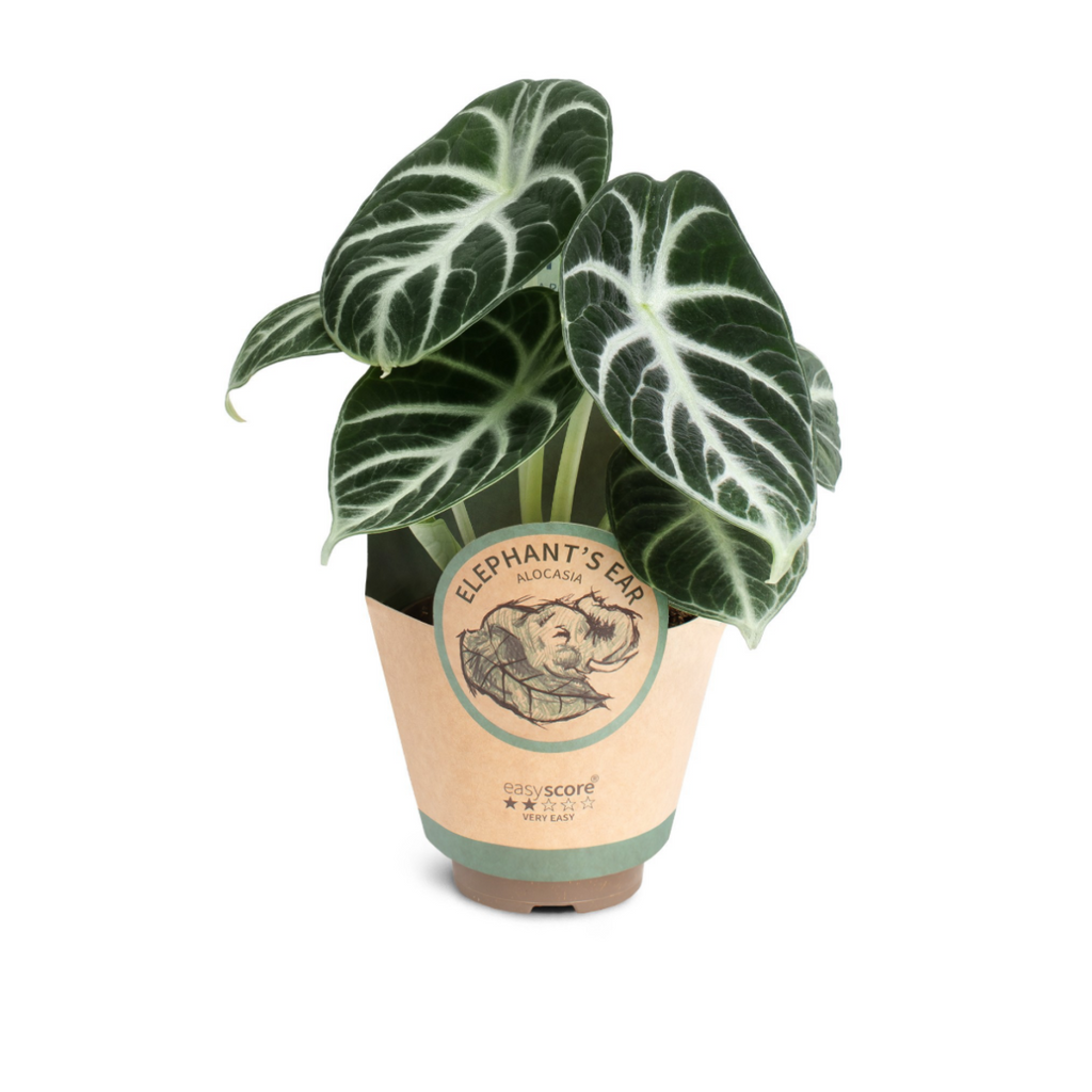 Alocasia ‘Ninja’ – Pot 9 cm 🌿🖤