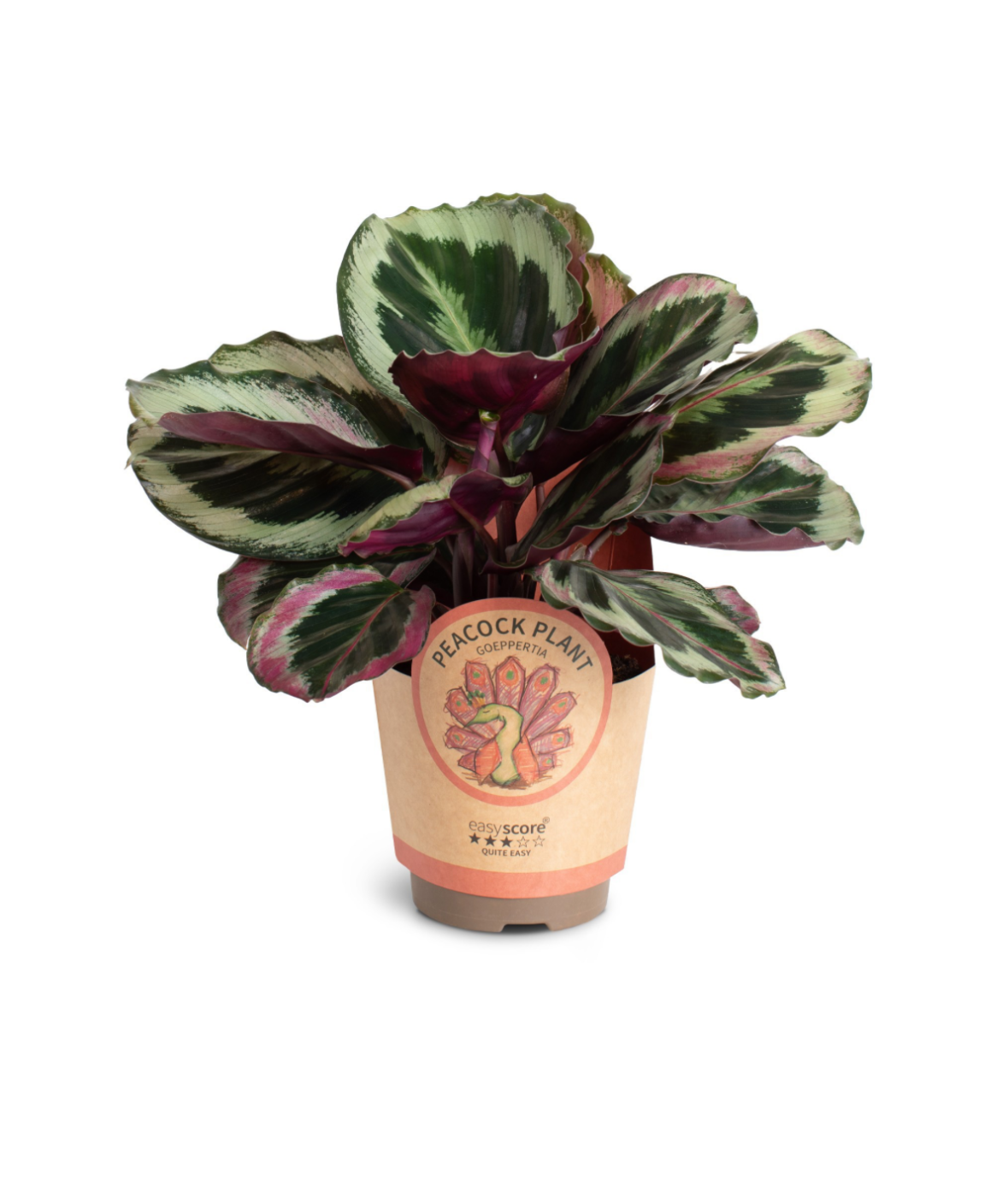 Calathea Black Rose – Pot 11 cm 🌿🖤