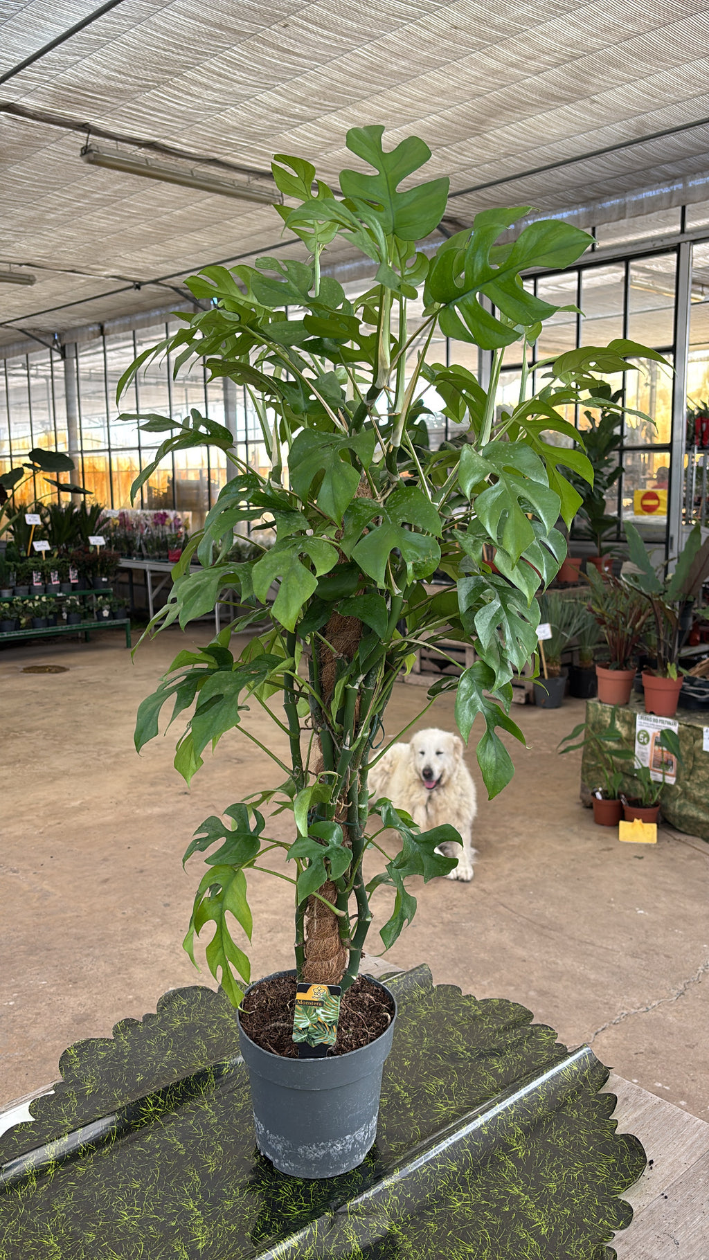 Rhaphidophora tetrasperma sur tuteur – env. 1,20 m