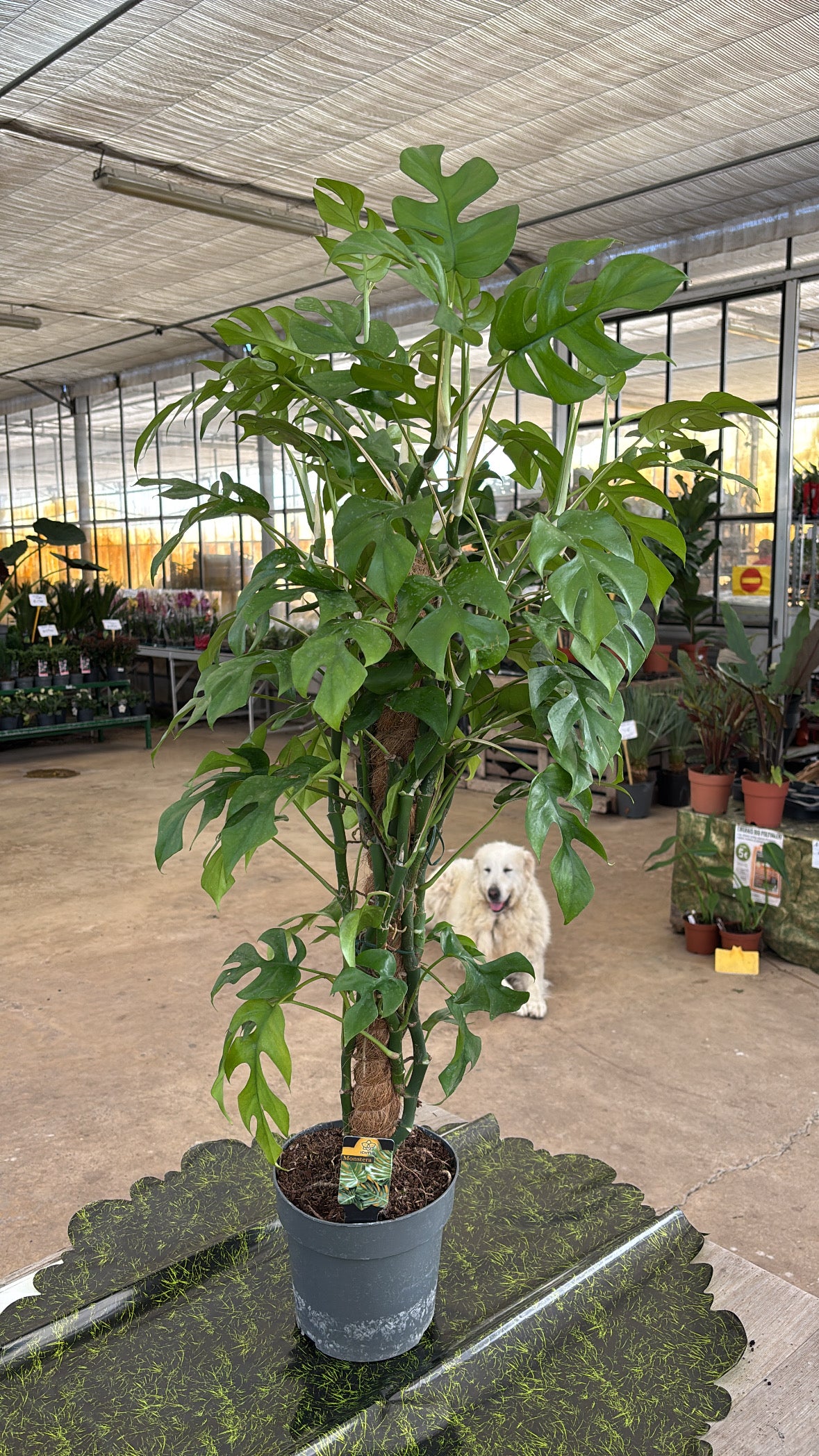 Rhaphidophora tetrasperma sur tuteur – env. 1,20 m