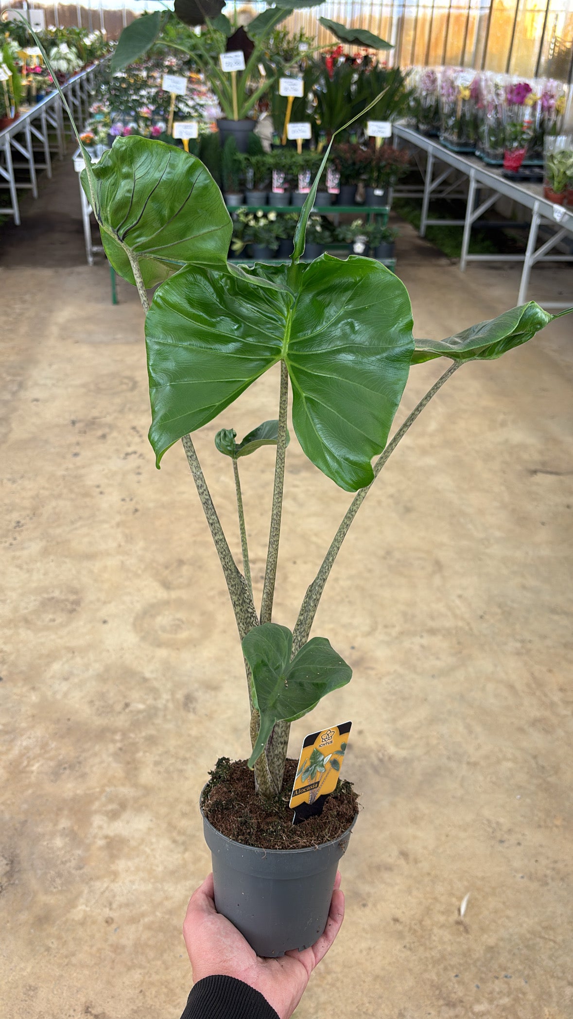 Alocasia ‘Stingray’ – Pot 12 cm – env. 40 cm