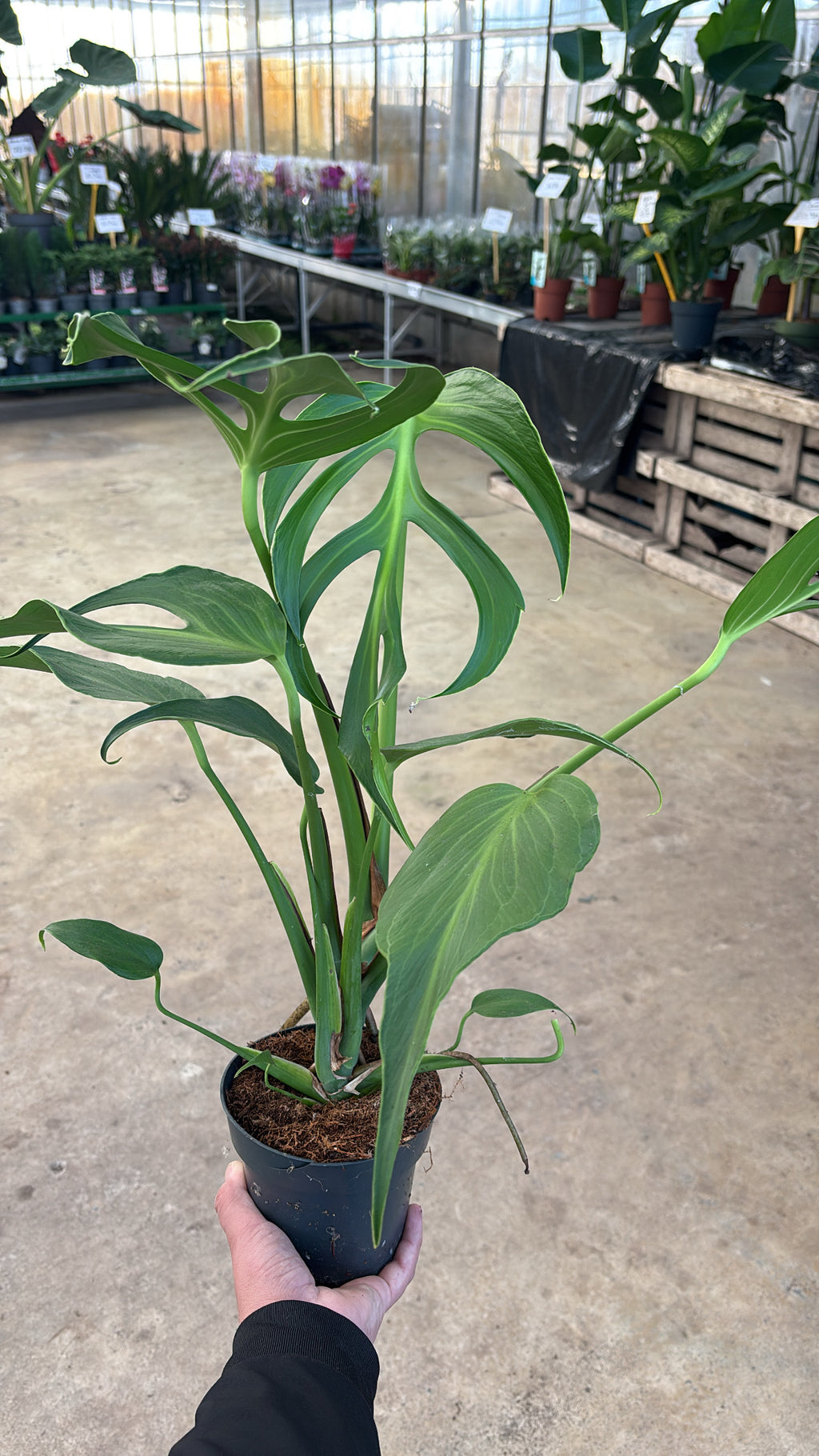 🌿 Monstera Burle Marx Flame – Pot 14 cm
