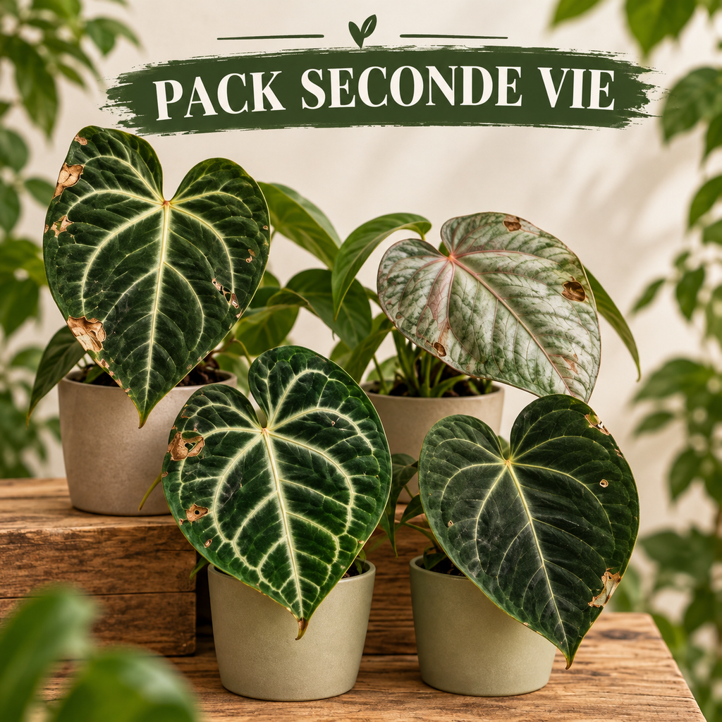 PACK SECONDE VIE 🌱 4 ANTHURIUM 