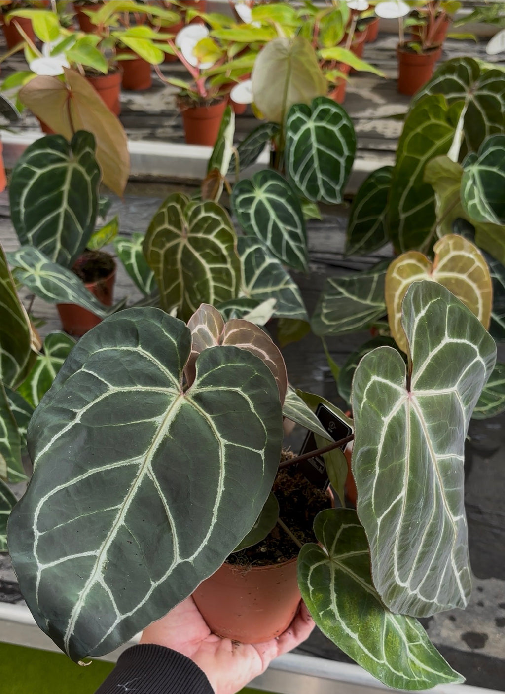 Anthurium Crystallinum pot 12cm