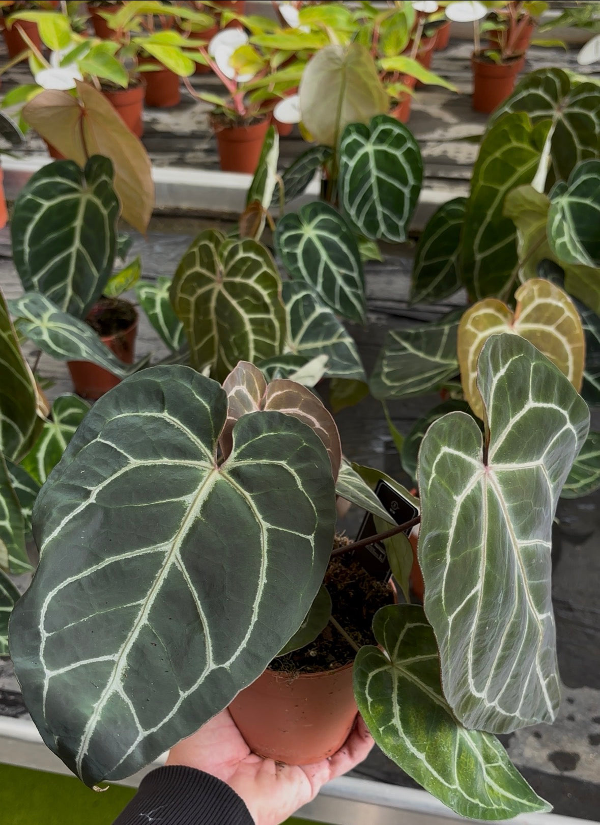 Anthurium Crystallinum pot 12cm